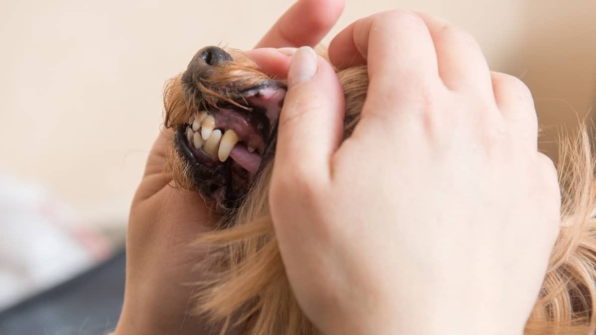 How To Treat Yorkies Teeth Falling Out? - 6 Signs Your Yorkie May Have Tooth Decay