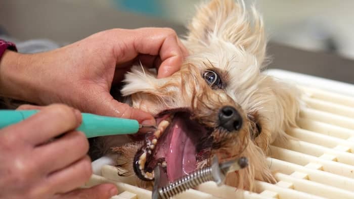 What do I do if my dog's tooth falls out?