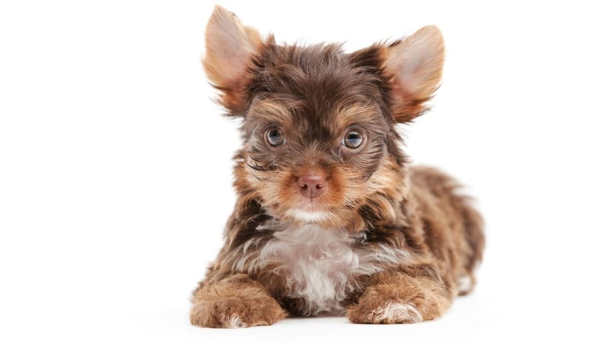 When Do Yorkie Puppies Stop Growing - How To Determine The Growth