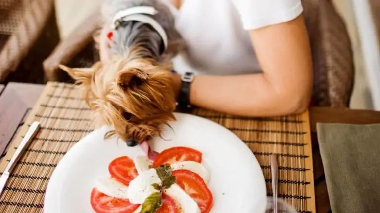 Can Yorkies Eat Cheese? A Comprehensive Review