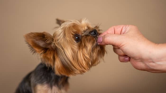 Can Yorkies Eat Cheese? A Comprehensive Review - Our Yorkie