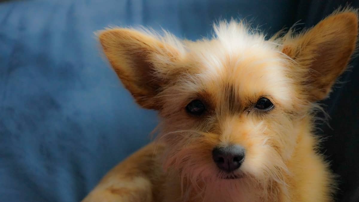 The Ultimate Short Haired Chorkie Guide