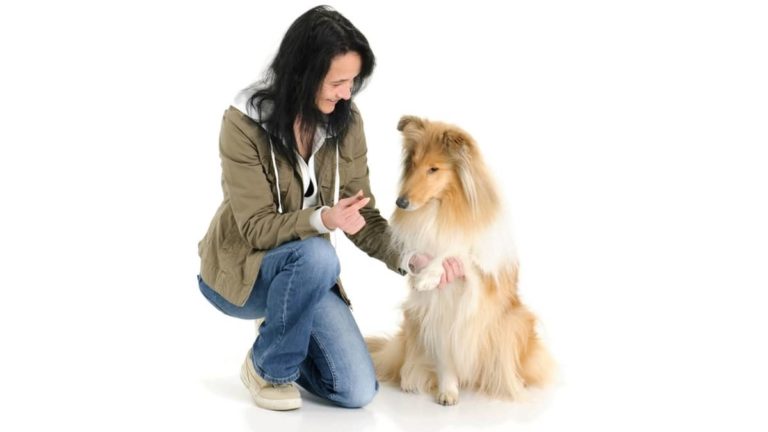 Hardest Dogs To House Train - Thing You Need To Know