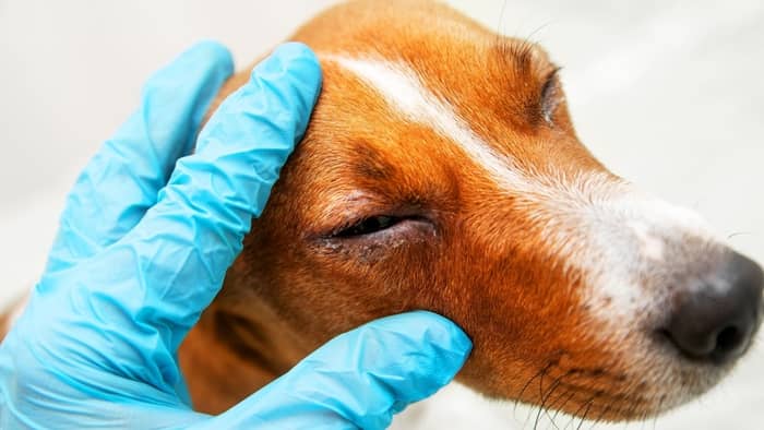 how to clean dog eye boogers