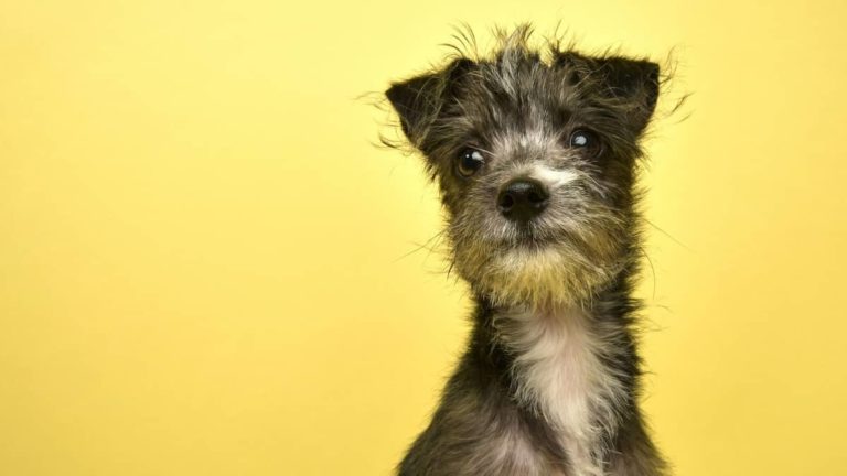 Best 7 Snorkie Puppies Information To Get You Started