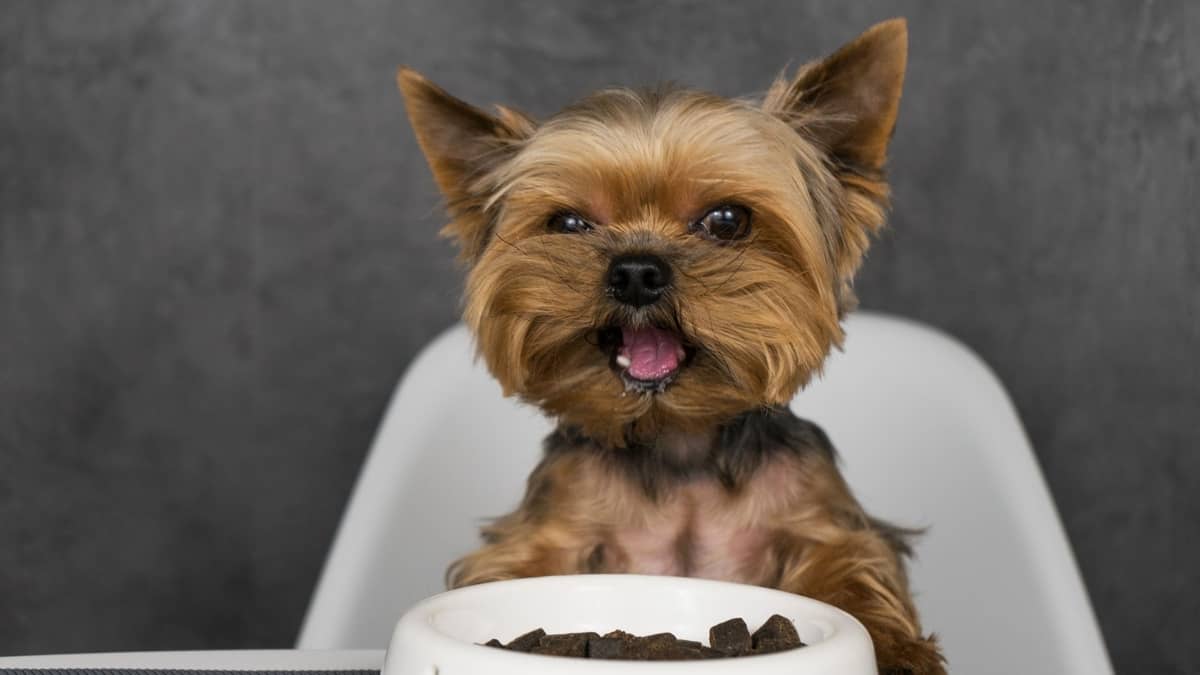 What Do Yorkshire Terriers Eat? - Find Out The Best 10 Things Yorkshire Terriers Eat