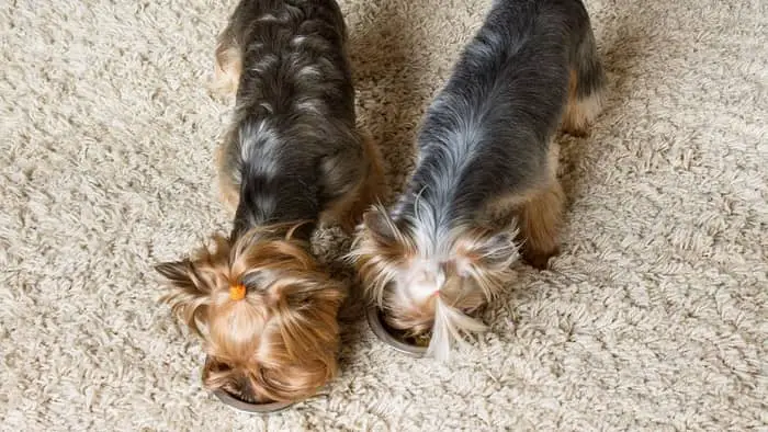 How much should a Yorkie eat daily?