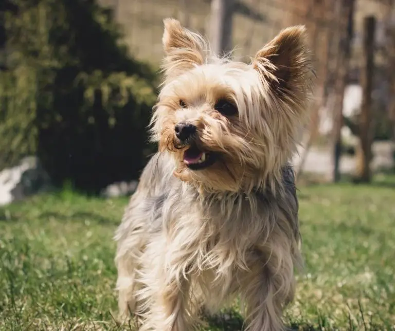 What Color Are Yorkies?