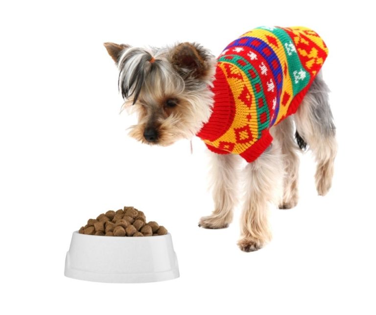 What Is A Good Dog Food For Yorkies?