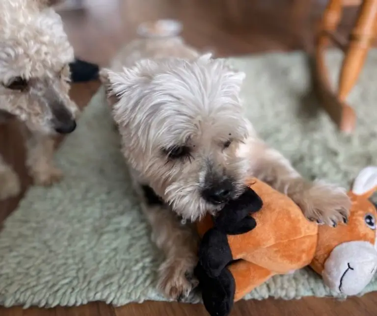 What Is A Shih Tzu Yorkie Mix Called?