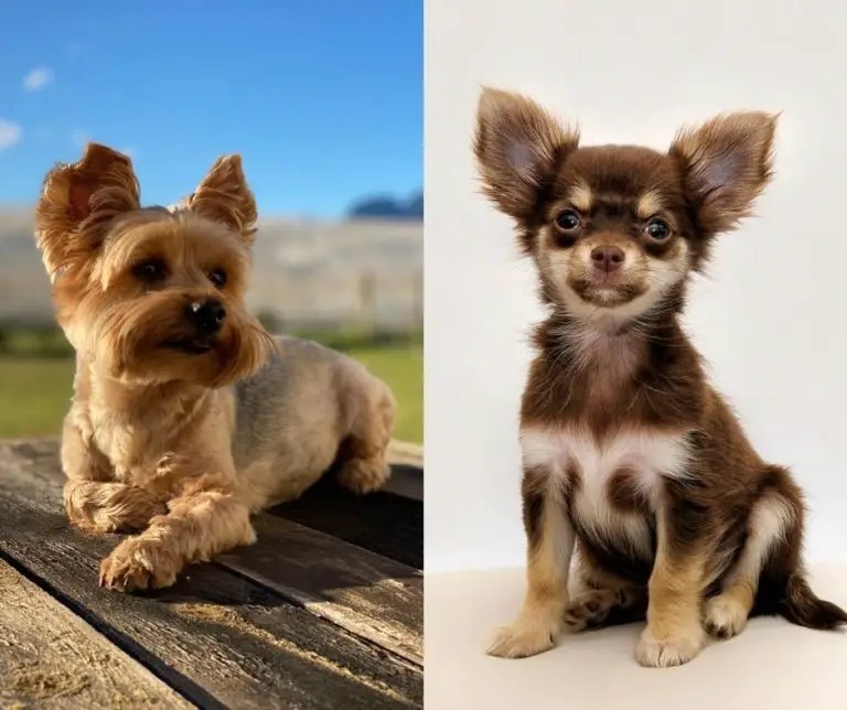 What Is A Yorkie And Chihuahua Mix Called?