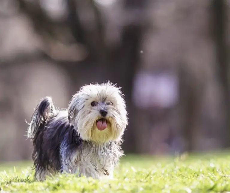 What Is My Yorkie Mixed With?