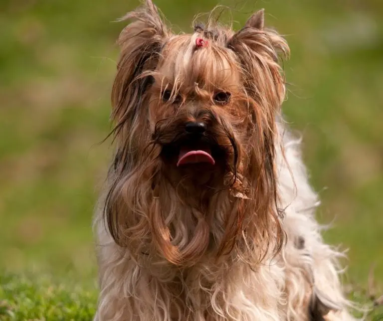 What Is The Life Span Of A Yorkie?