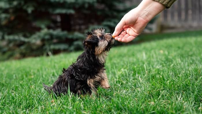 What do I need to know about a teacup Yorkie