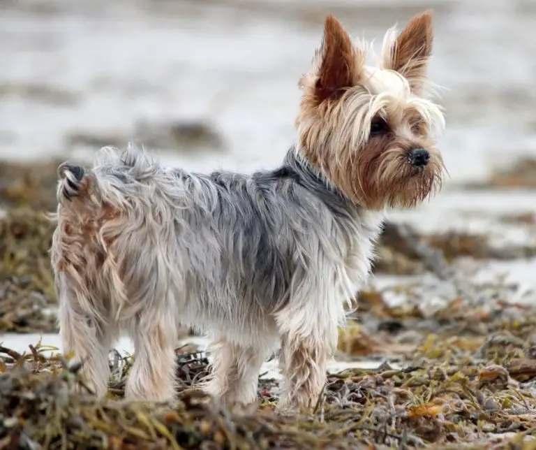 When Do Yorkies Stop Growing?