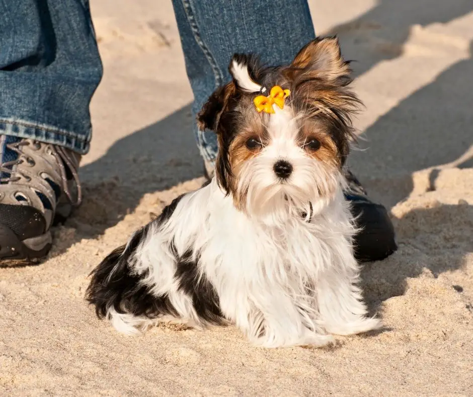 when-does-a-yorkie-go-into-heat-our-yorkie