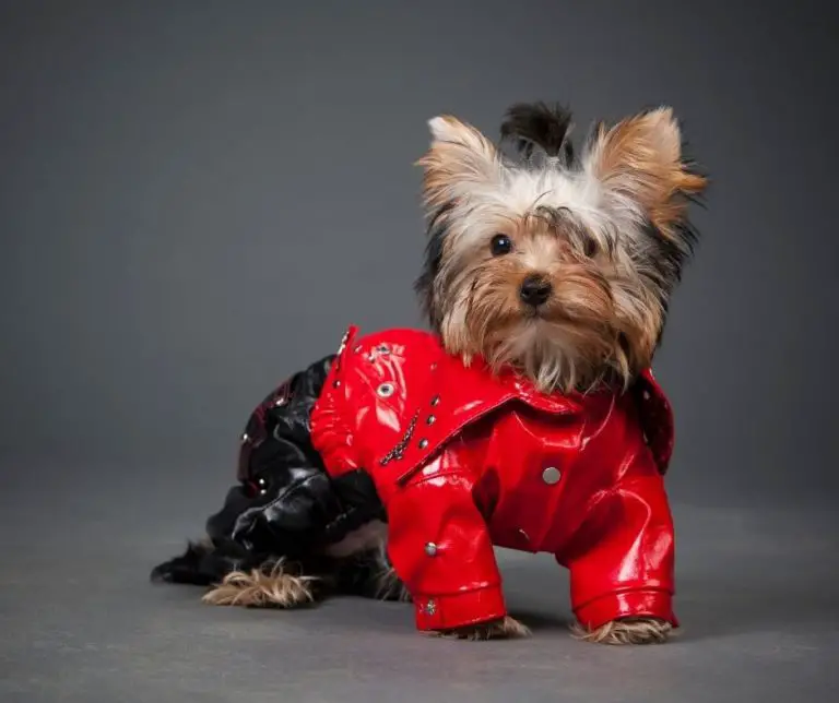 When Is National Yorkie Day?