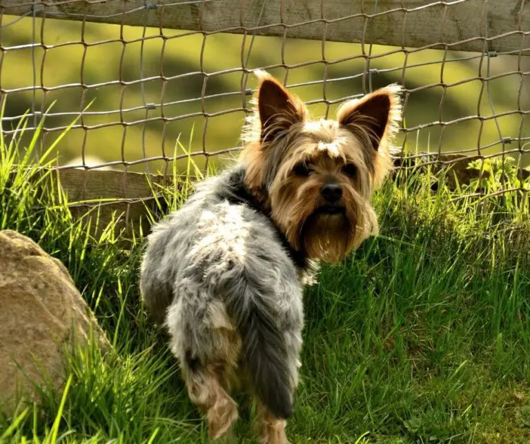 When Will My Yorkies Ears Stand Up?