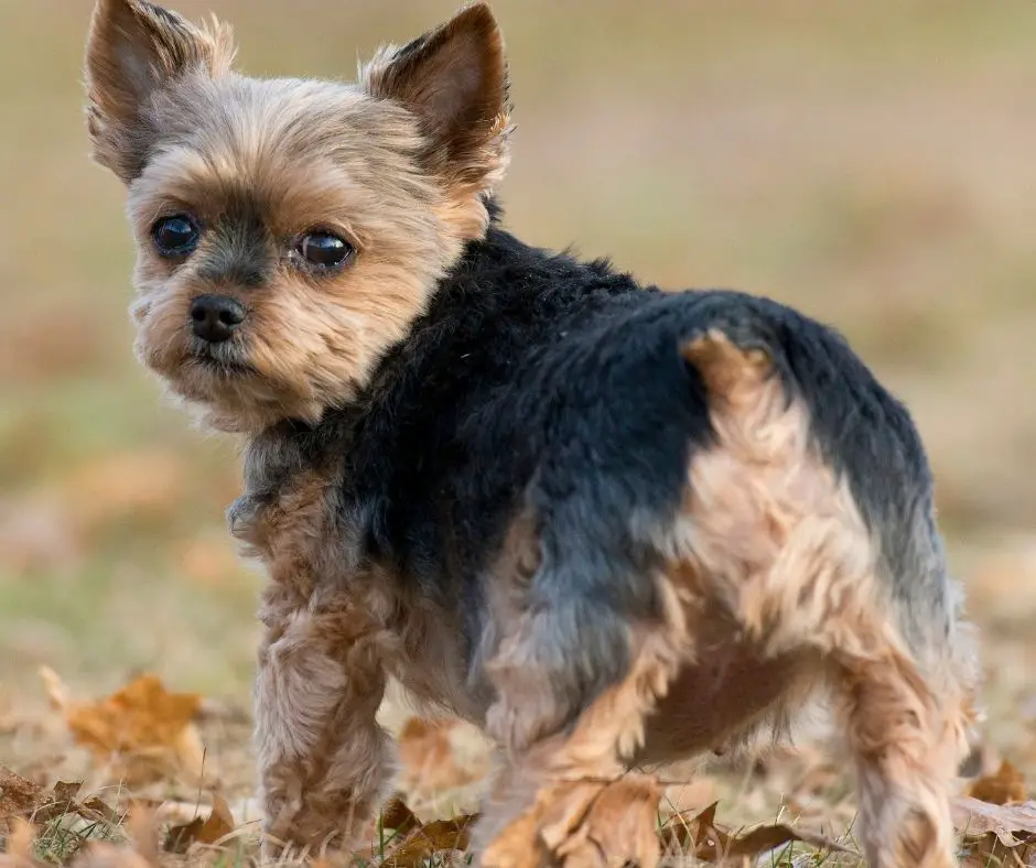 why-are-yorkie-tails-docked-our-yorkie