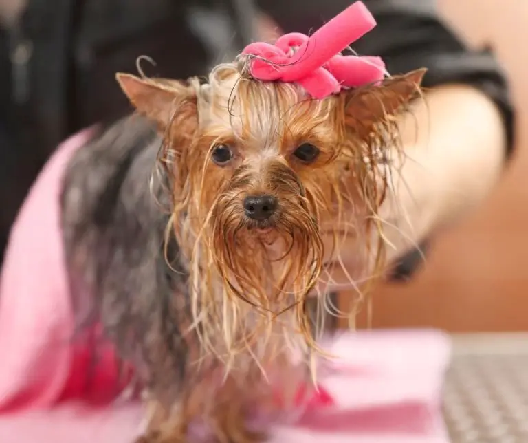 Why Do Some Yorkies Have Curly Hair? Our Yorkie