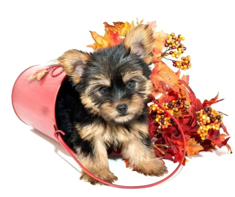 Why Do Yorkies Shake?