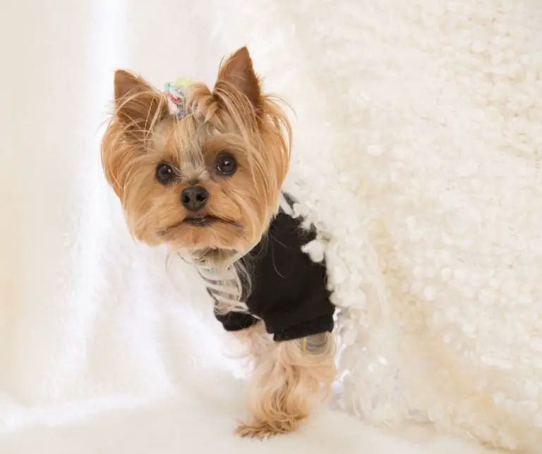 Why Do Yorkies Shake?