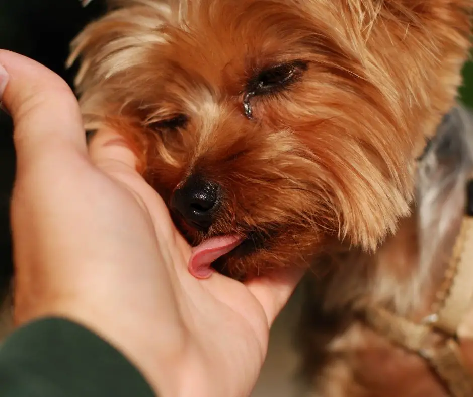 Why Does My Yorkie Lick Everything? Our Yorkie