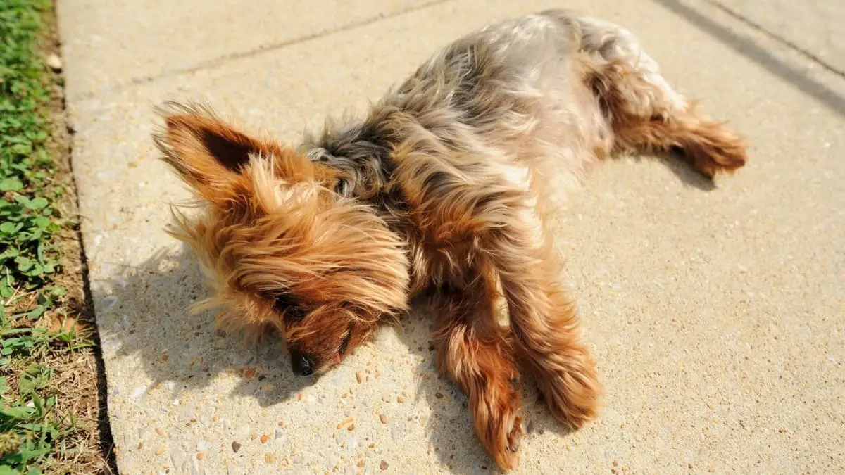 Why Is My Yorkie Shaking - Problems That You Need To Know About 