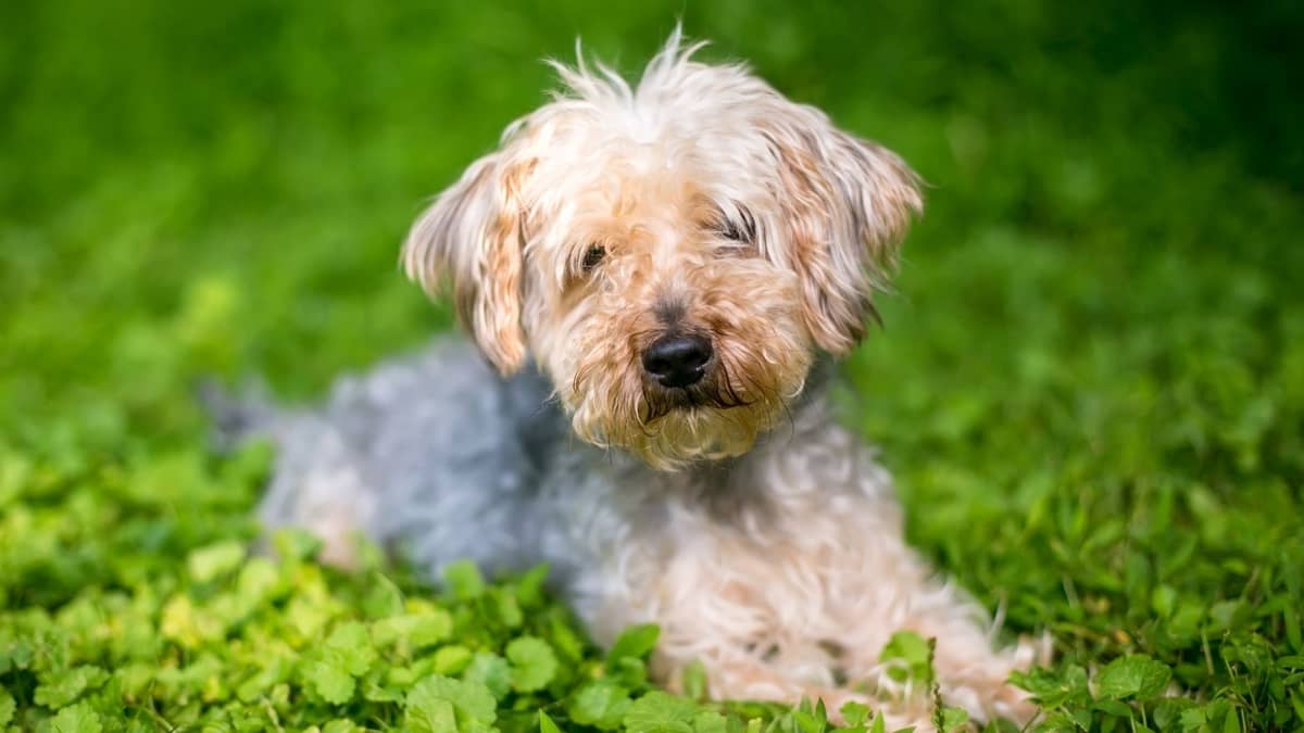 Why Your Yorkie Poo Sizes Matters - Quality Recap