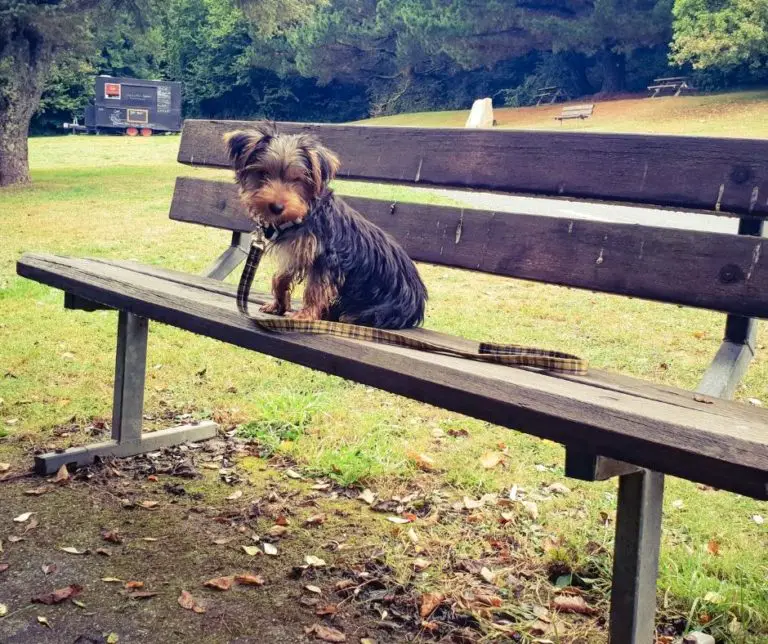 Yorkie In Heat What To Do?