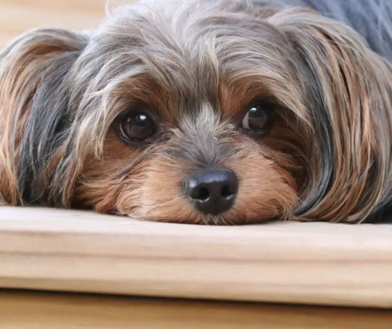 How To Train A Yorkie Poo Not To Bark?