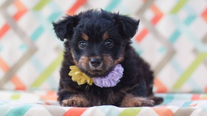 yorkie poo puppies