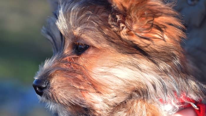 yorkies mixed breed