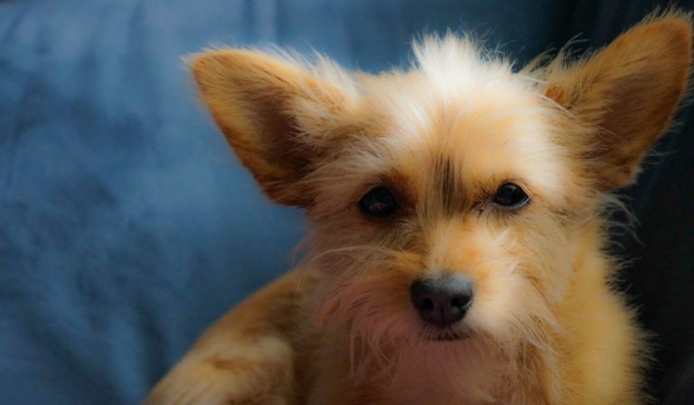 Are Chorkies Hypoallergenic Find Out The Amazing Science Behind Allergies and Dogs