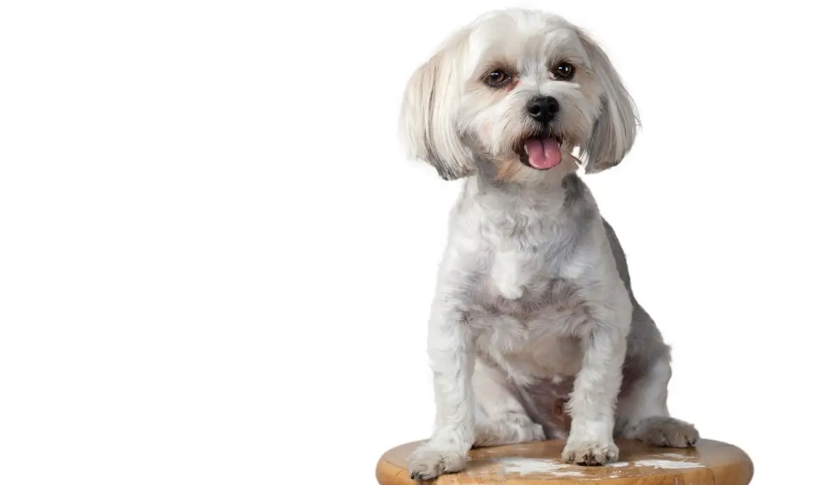 Do Morkies Bark A Lot - Get The Best 5 Answer Here And Understand Your Morkie