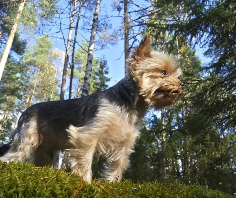 How Big Do Yorkie Poos Get? Our Yorkie