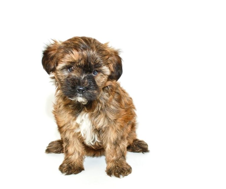 How Big Will A Yorkie Poo Get?