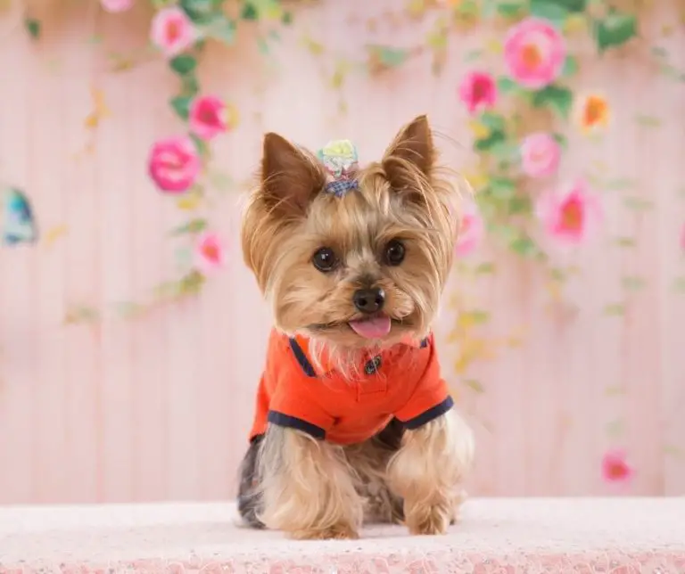 How Big Will My Yorkie Get?