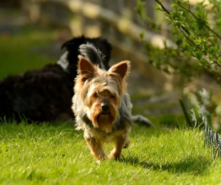 How Fast Can Yorkies Run? Our Yorkie