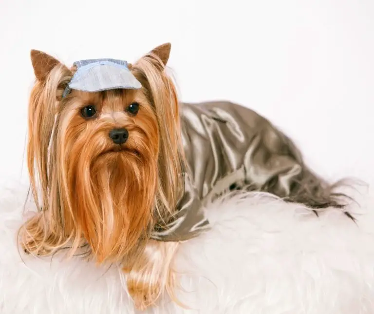 How Long Are Yorkies Pregnant?