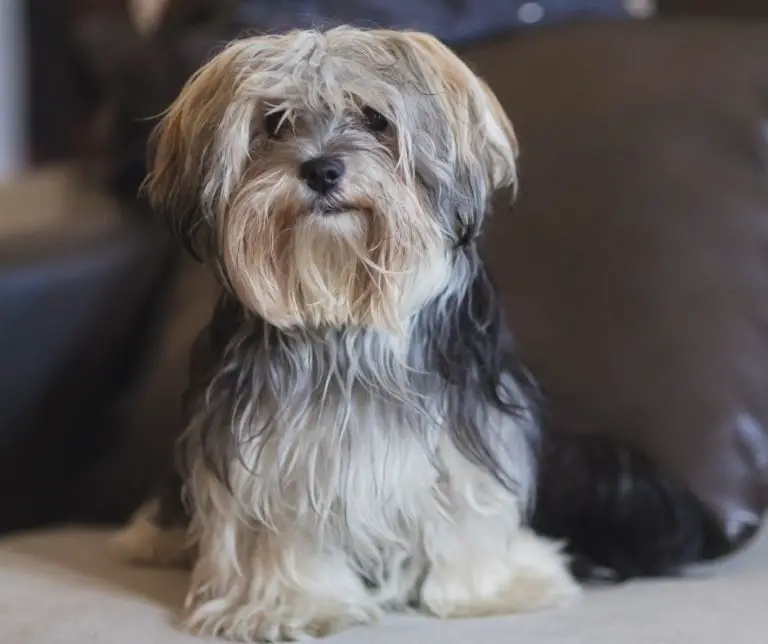 How Long Do Yorkies Stay Pregnant? Our Yorkie