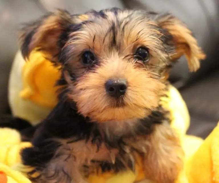 How Much Does A Miniature Yorkie Cost? Our Yorkie