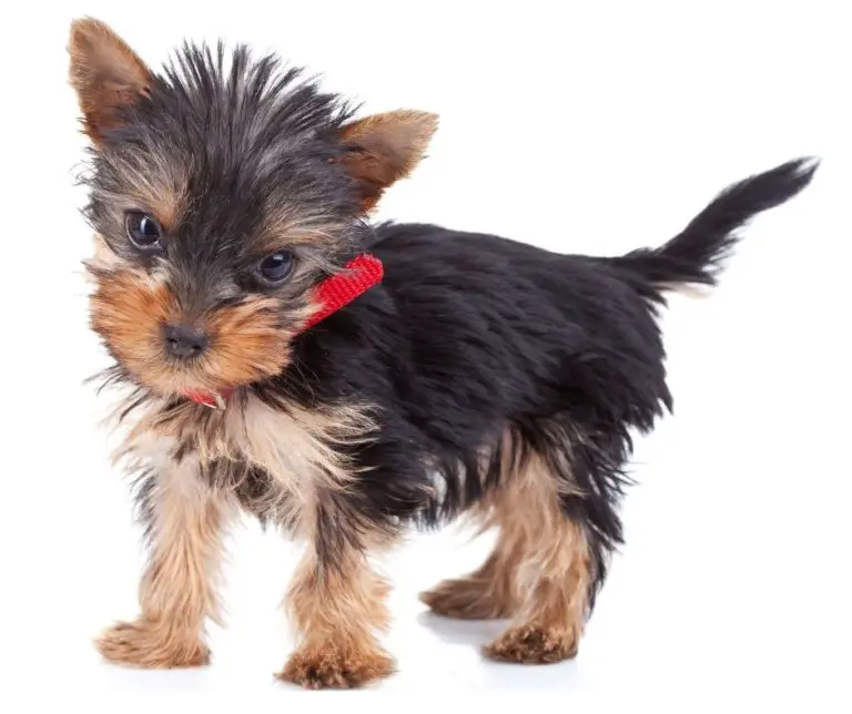How Much Is A Miniature Yorkie?