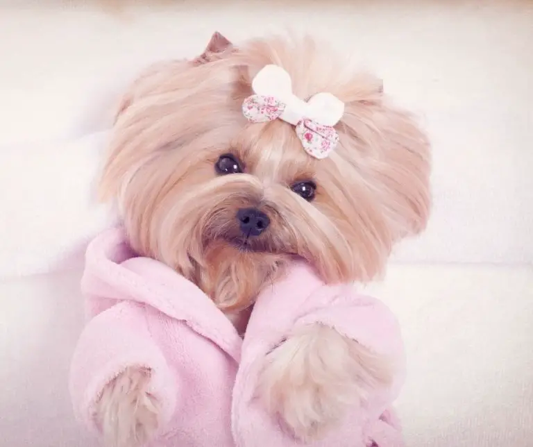 How Often Do Yorkies Need To Be Groomed?