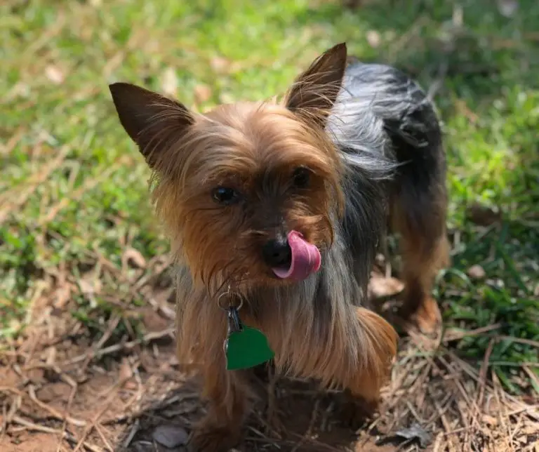 How Much Exercise Do Yorkies Need? Our Yorkie