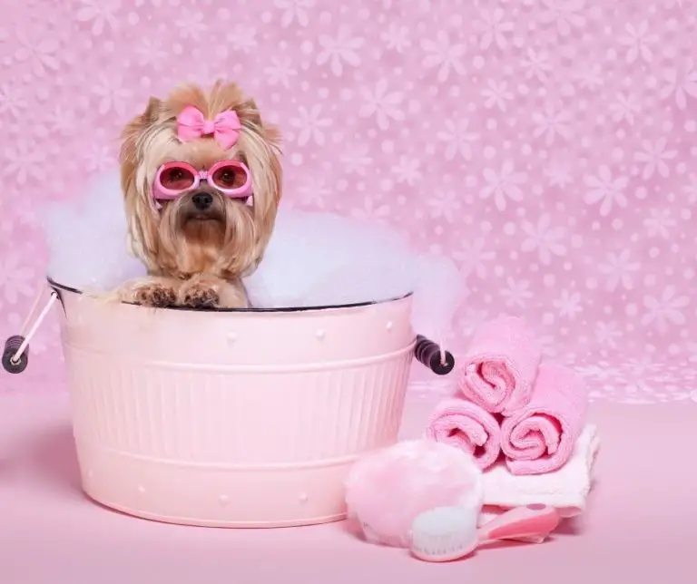 How To Bathe A Yorkie?