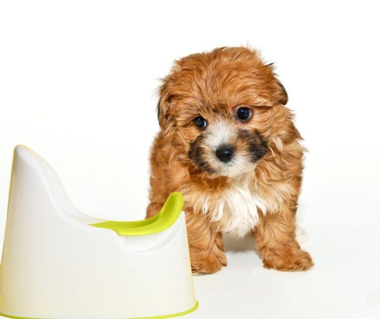 How To Potty Train A Yorkie Poo?