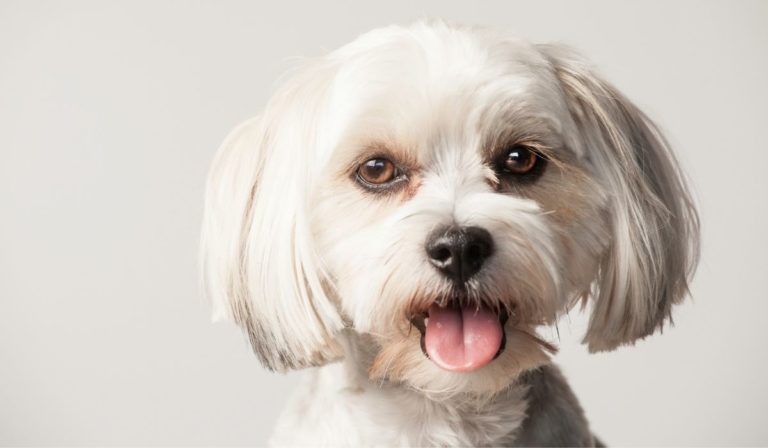 How To Style Your Morkie Short Haircut - 4 Easy And Fun Tips