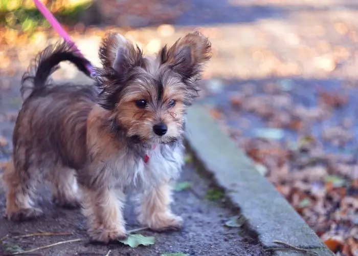 How can I help my Yorkie with allergies
