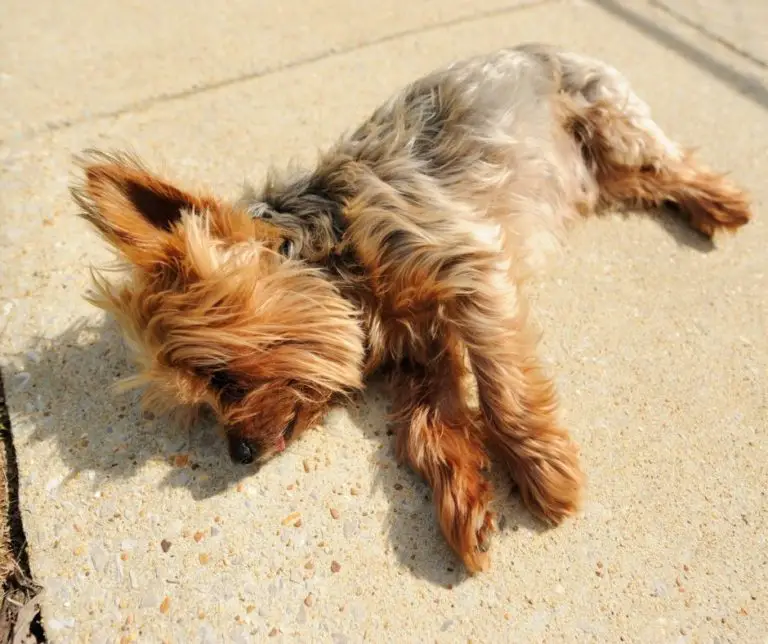 How Much Sleep Do Yorkies Need?